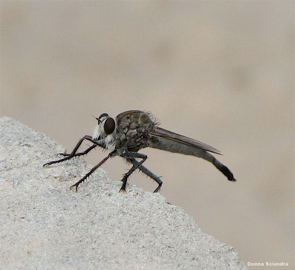 Utah Fly by Donna Sciandra