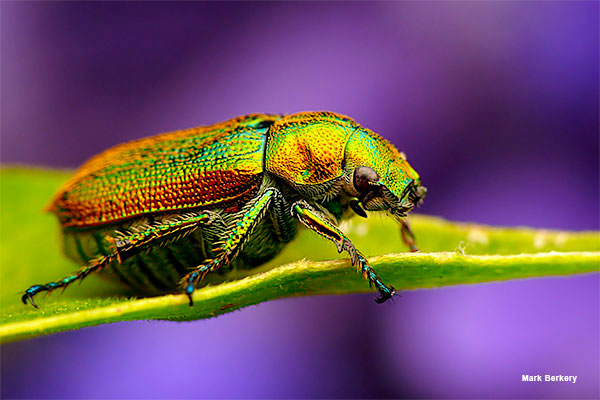 Beetle on Blue Salvia by Mark Berkery