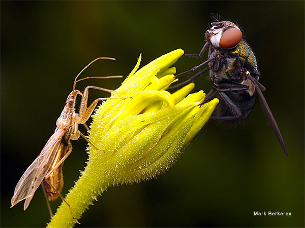 The Fly and The Assassin by Mark Berkerey