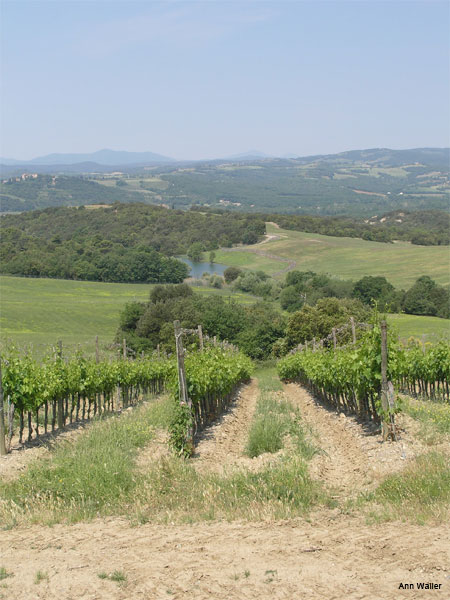 Banfi Vineyards by Ann Waller